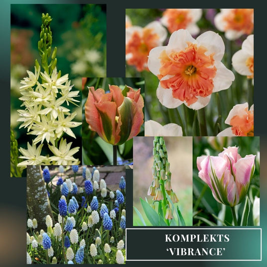 Sīpolpuķu komplekts ar mēslojumu 'Vibrance'