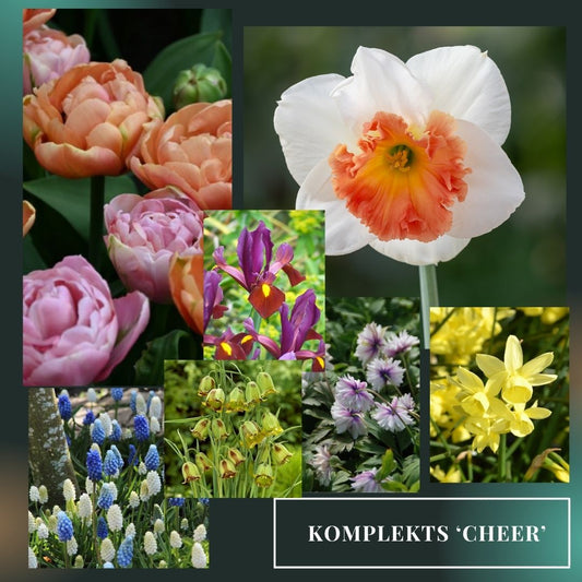 Sīpolpuķu komplekts ar mēslojumu 'Cheer'