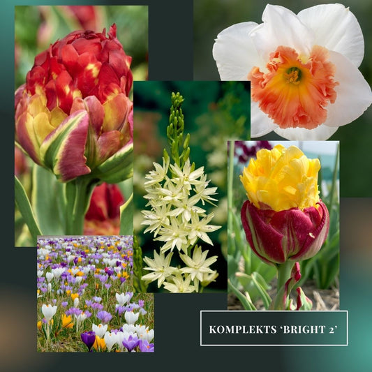 Sīpolpuķu komplekts ar mēslojumu 'Bright 2'