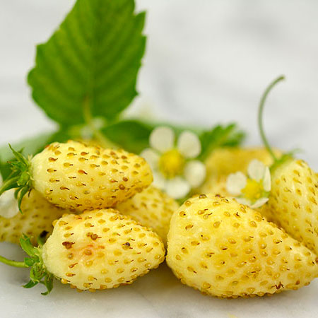 Meža zemenes 'Yellow Cream'