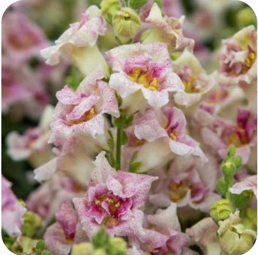 Lauvmutīte 'Sweet Duet Lavender Speckle'