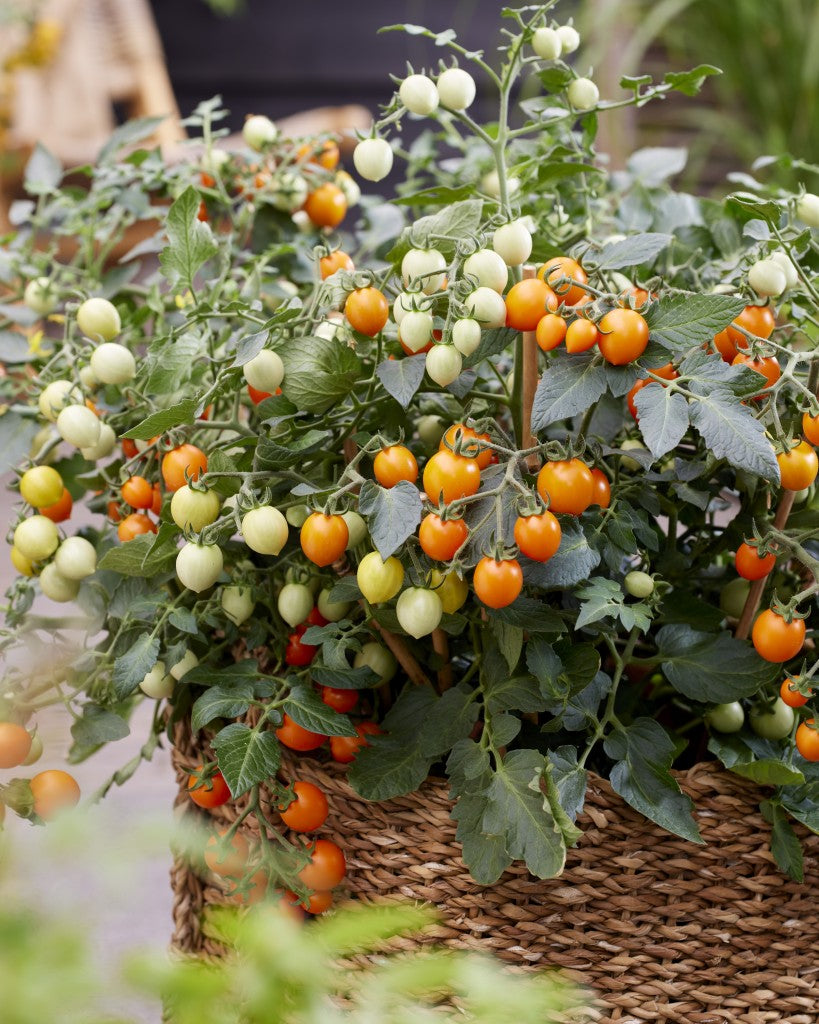 Tomāti 'Tiny Temptations Orange' F1