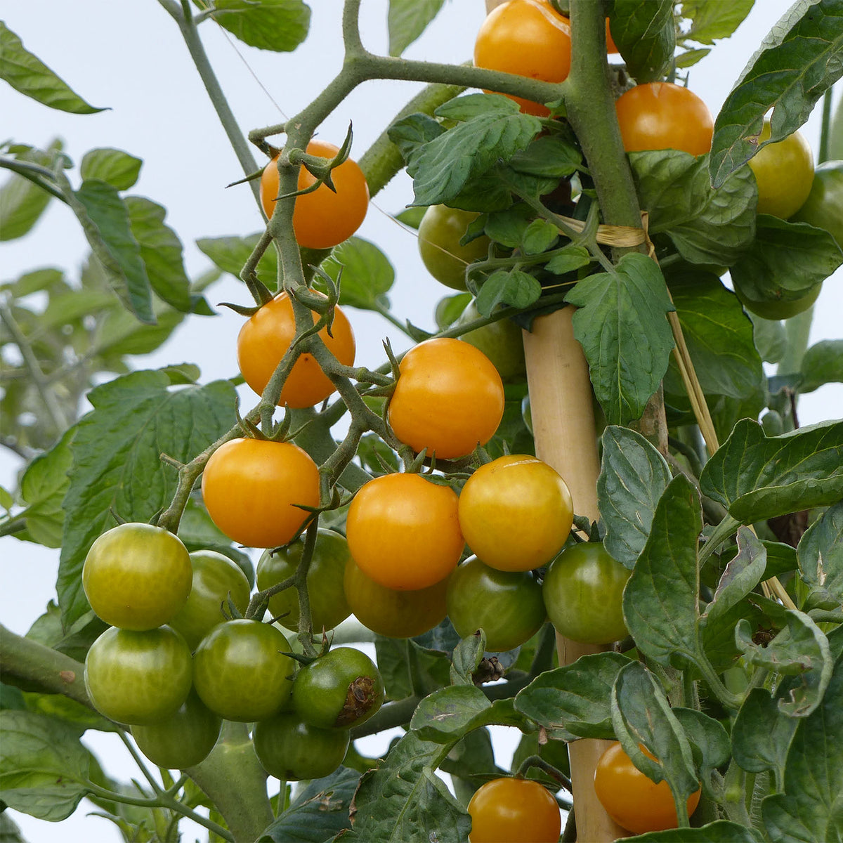 Tomāti 'Star Gold' F1 JAUNUMS!