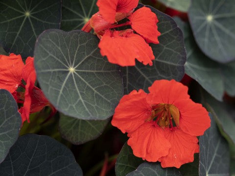 Krese 'Coral Reef'