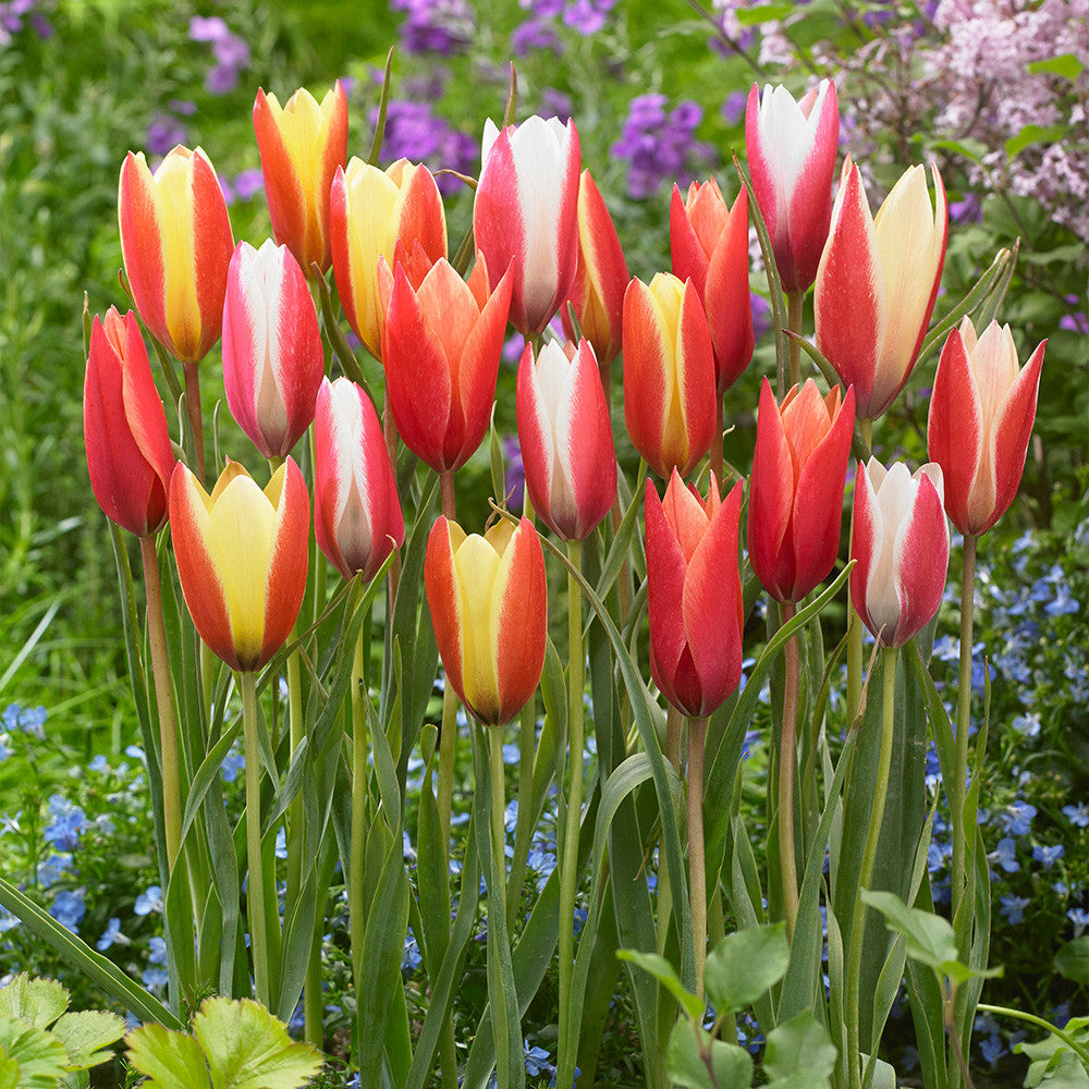 Tulpes 'Clusiana Mix'