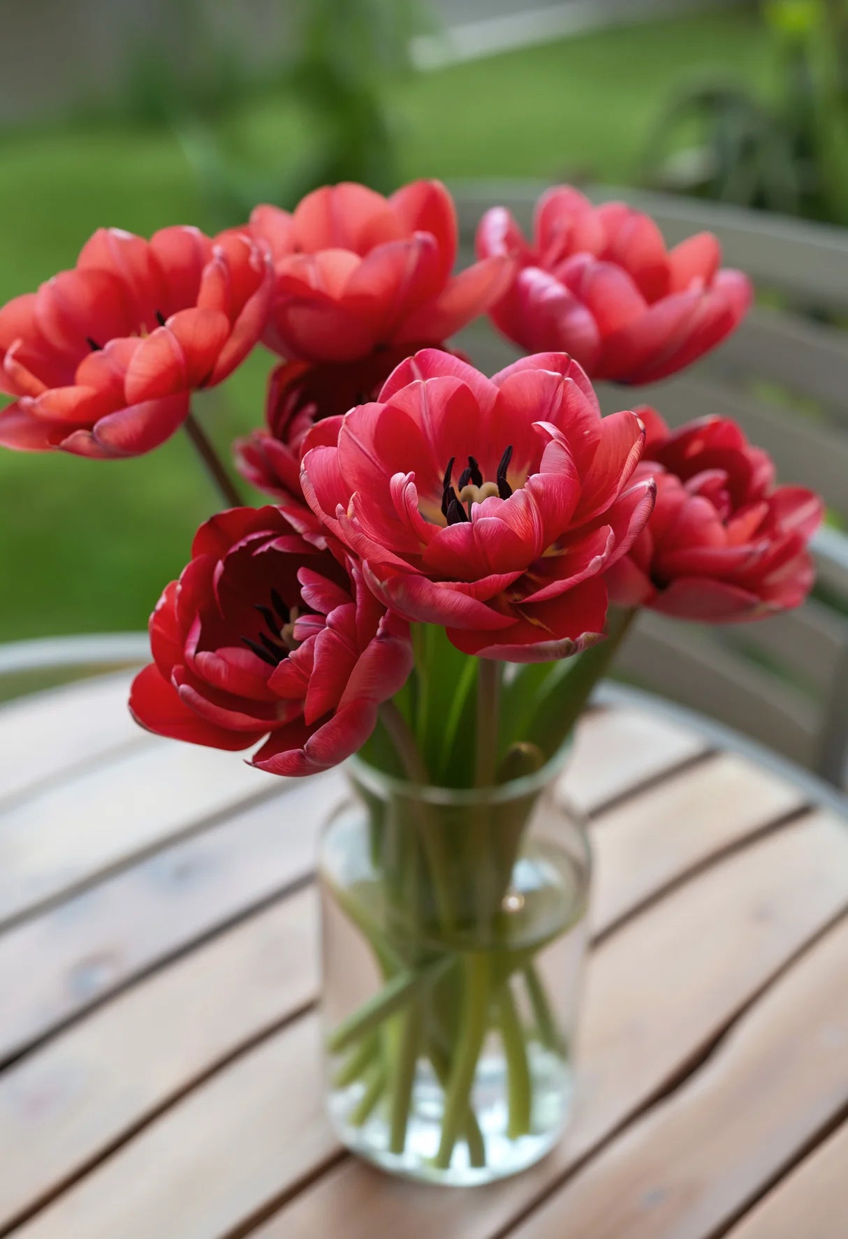 Tulpes 'Ridgedale'