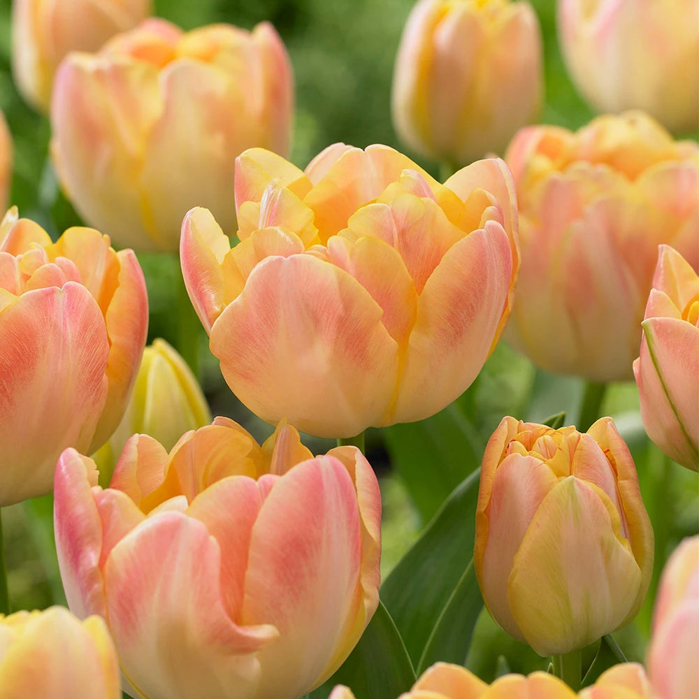 Sīpolpuķu komplekts ar mēslojumu 'Gold&Peach'
