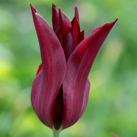 Tulpes 'Sarah Raven"