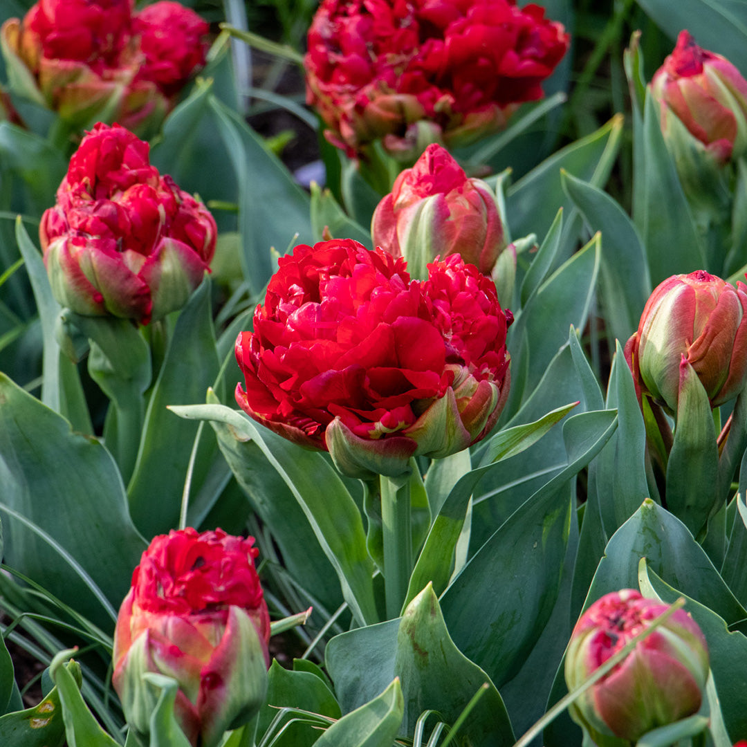 Tulpes 'Ice Cream Mix'