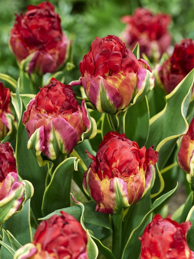 Tulpes 'Ice Cream Sorbet'