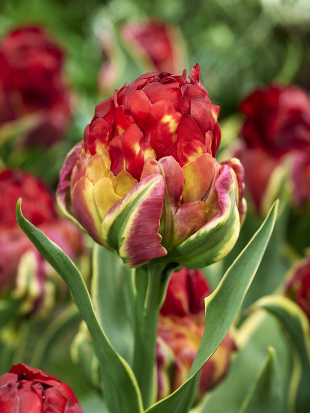 Tulpes 'Ice Cream Sorbet'