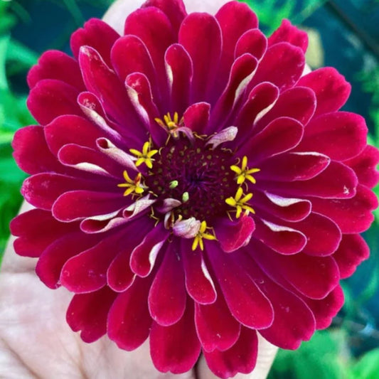 Cinnijas 'Meteor'