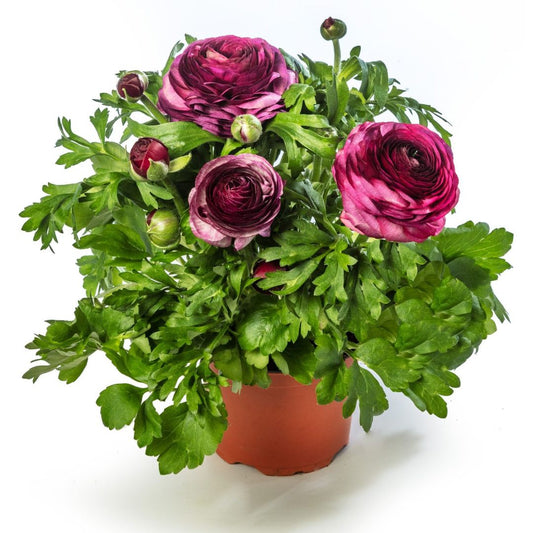 Āzijas gundegas Magic Purple Delight, granulētas sēklas