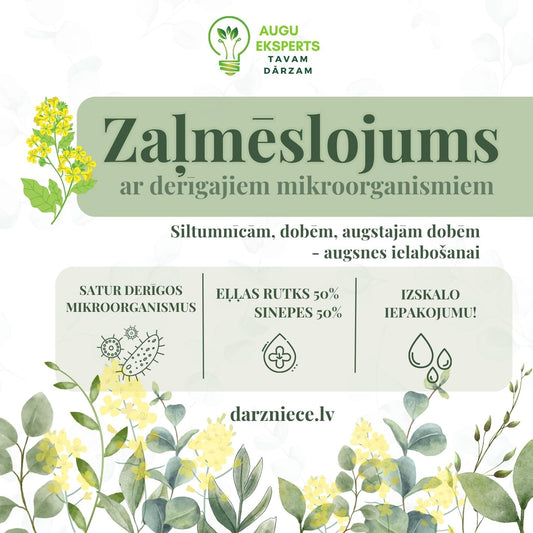 Sēklas zaļmēslojumam ar labo mikroorganismu piedevu