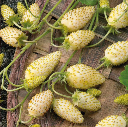 Meža zemenes 'Yellow Cream'