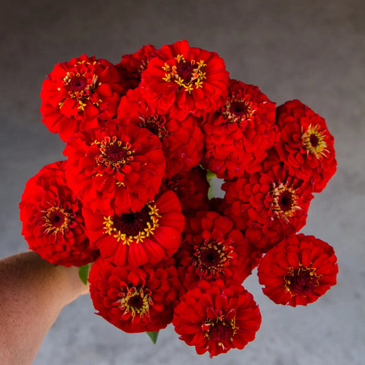 Cinnija 'Oklahoma Scarlet'