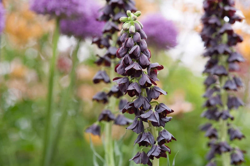 Persijas fritilārija 'Twin Tower Tribute'