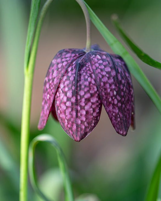 Rūtainā fritilārija