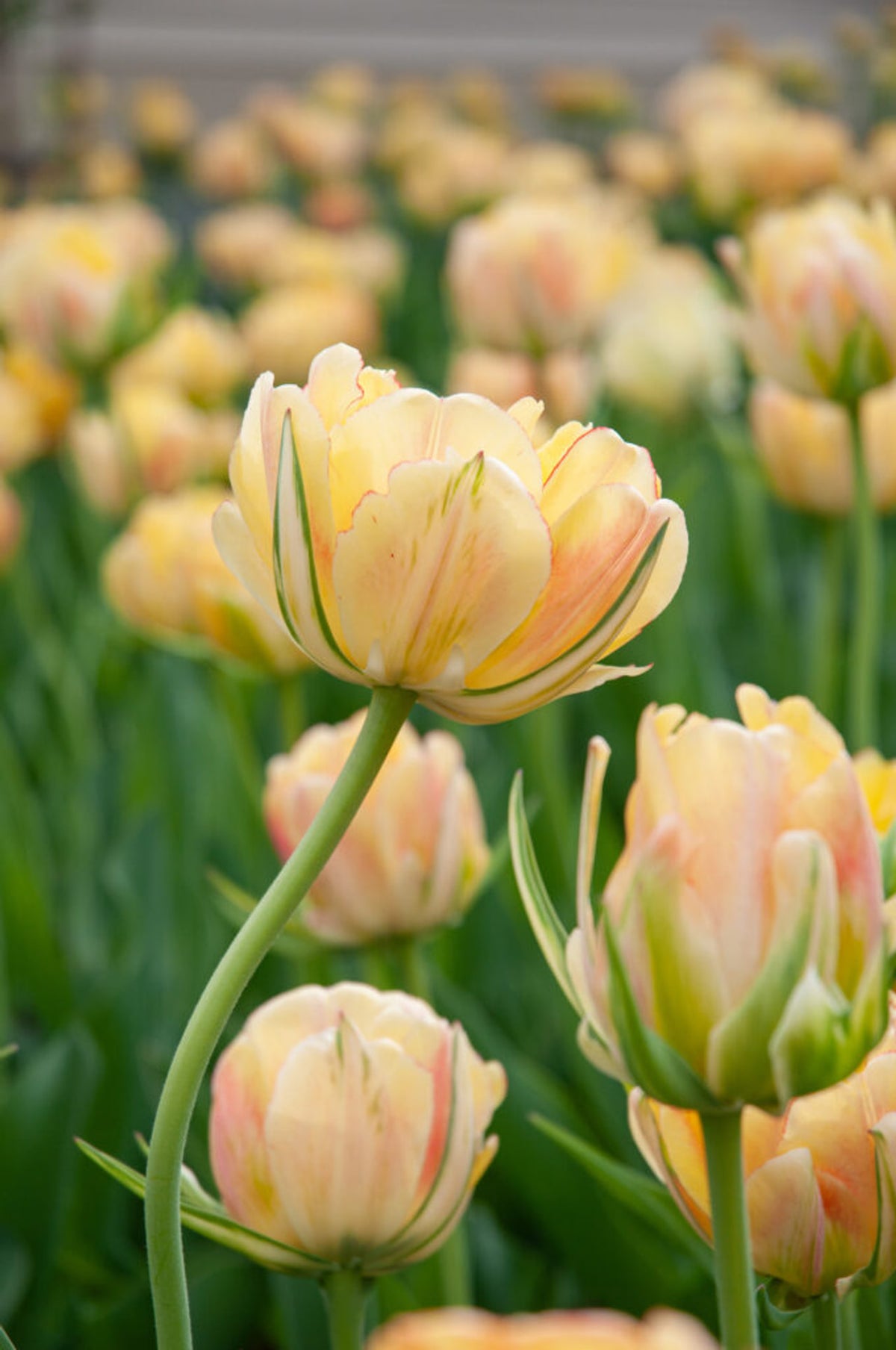 Sīpolpuķu komplekts ar mēslojumu 'Gold&Peach'
