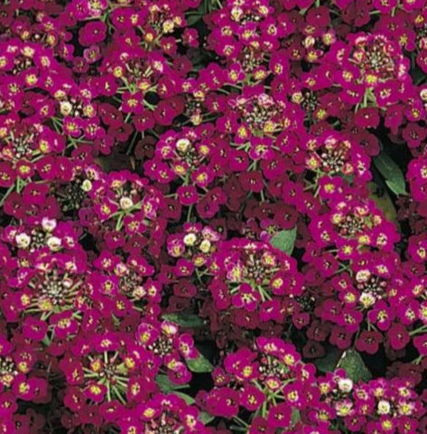 Alises 'Easter Bonet Deep Rose'