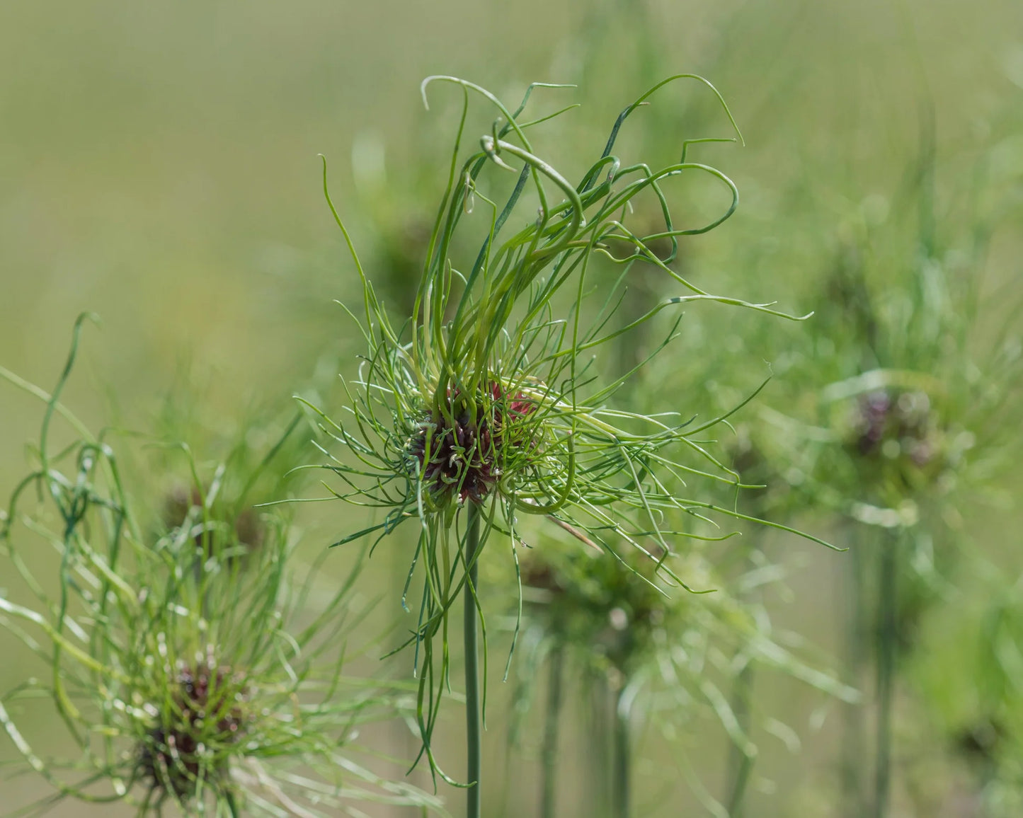 Dekoratīvis sīpols 'Hair'