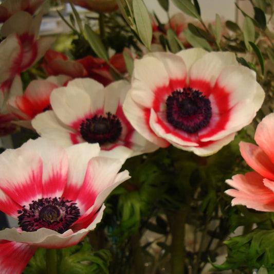 Anemone coronaria DUET