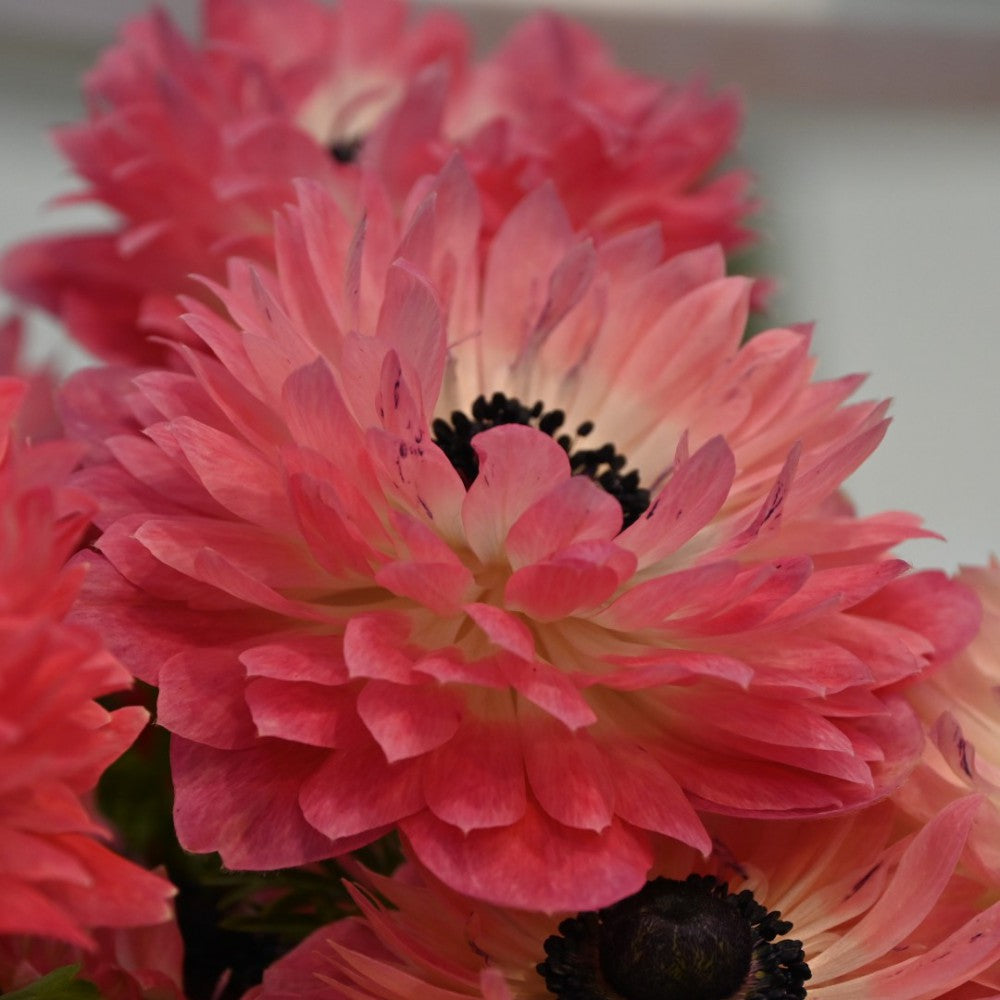 Anemone coronaria LEVANTE®-Rosa