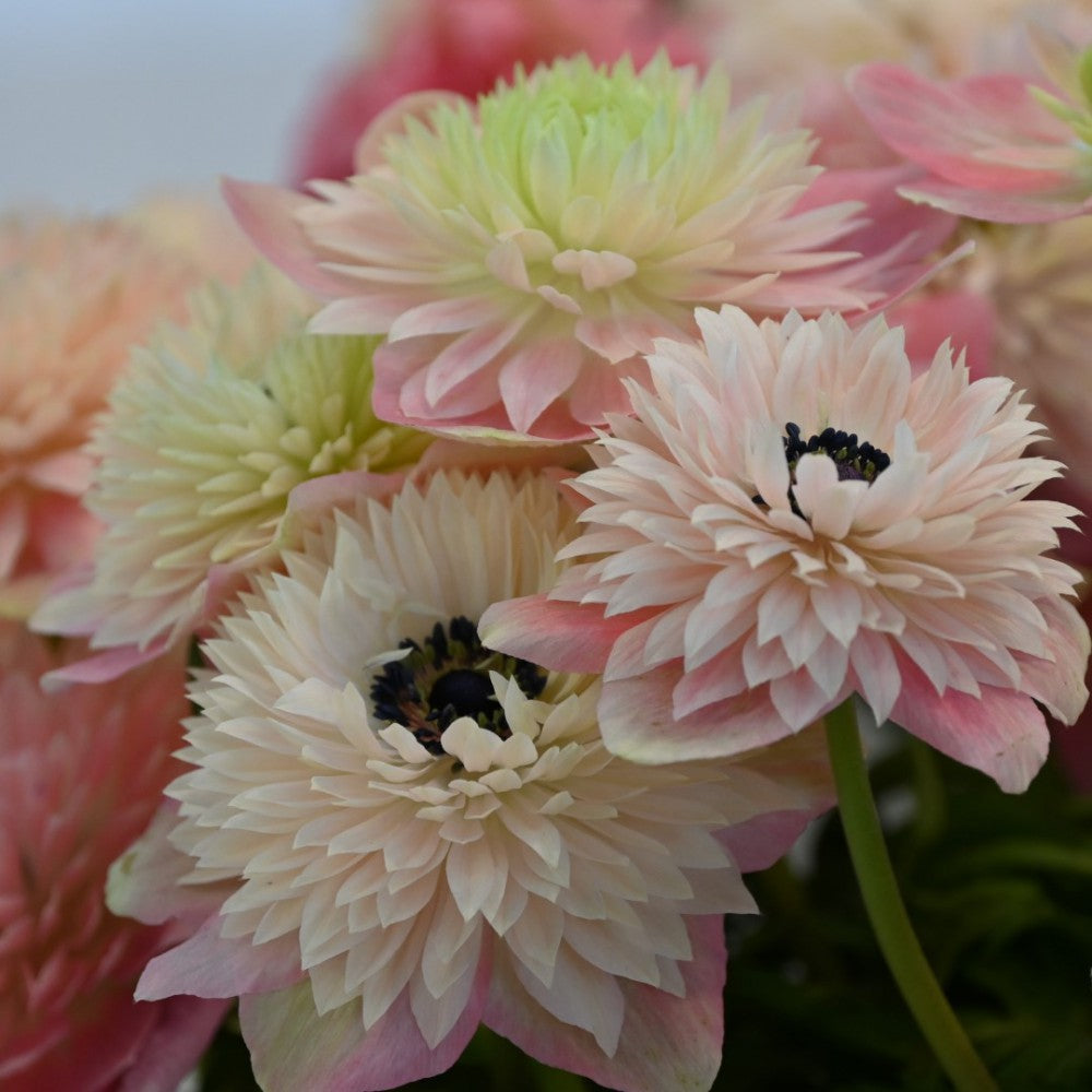 Anemone coronaria LEVANTE®-Rosa Chiaro