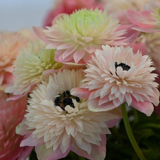 Anemone coronaria LEVANTE®-Rosa Chiaro