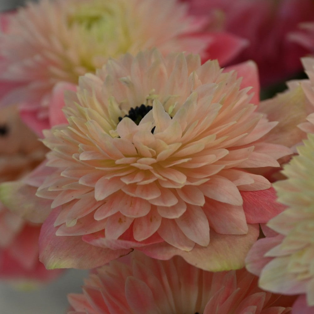 Anemone coronaria LEVANTE®-Rosa Chiaro