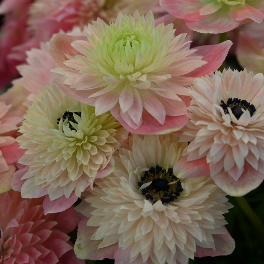Anemone coronaria LEVANTE®-Rosa Chiaro
