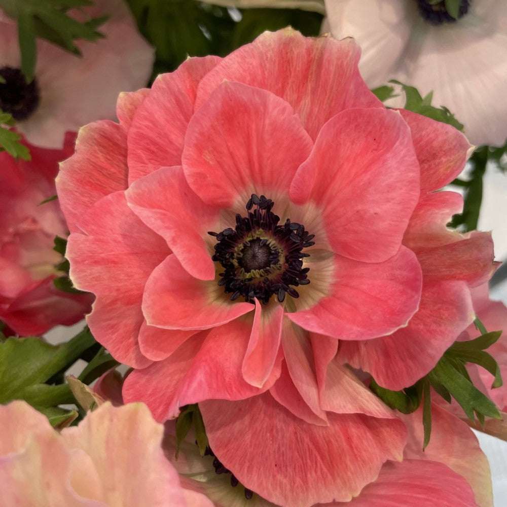 Anemone coronaria MISTRAL® 'Plus Pinkie'