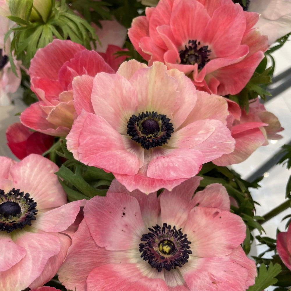 Anemone coronaria MISTRAL® 'Plus Pinkie'