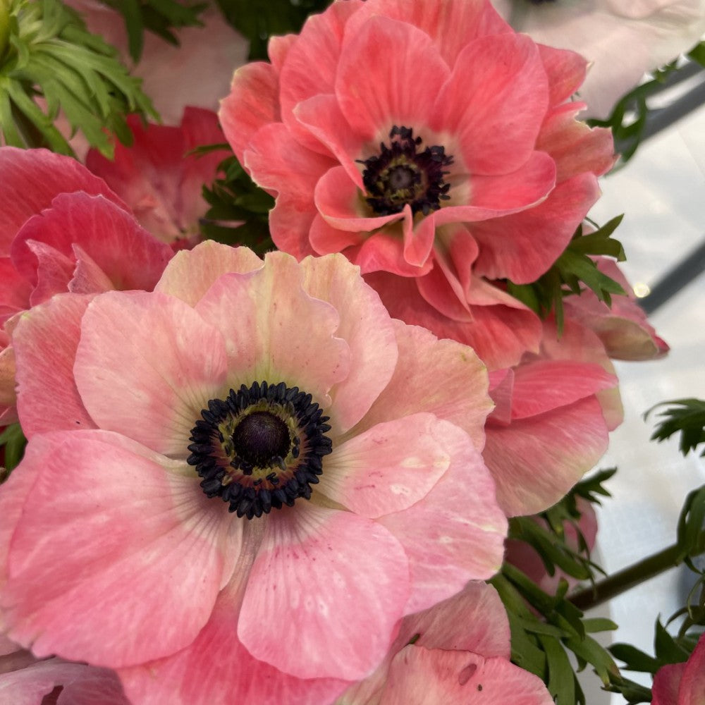 Anemone coronaria MISTRAL® 'Plus Pinkie'