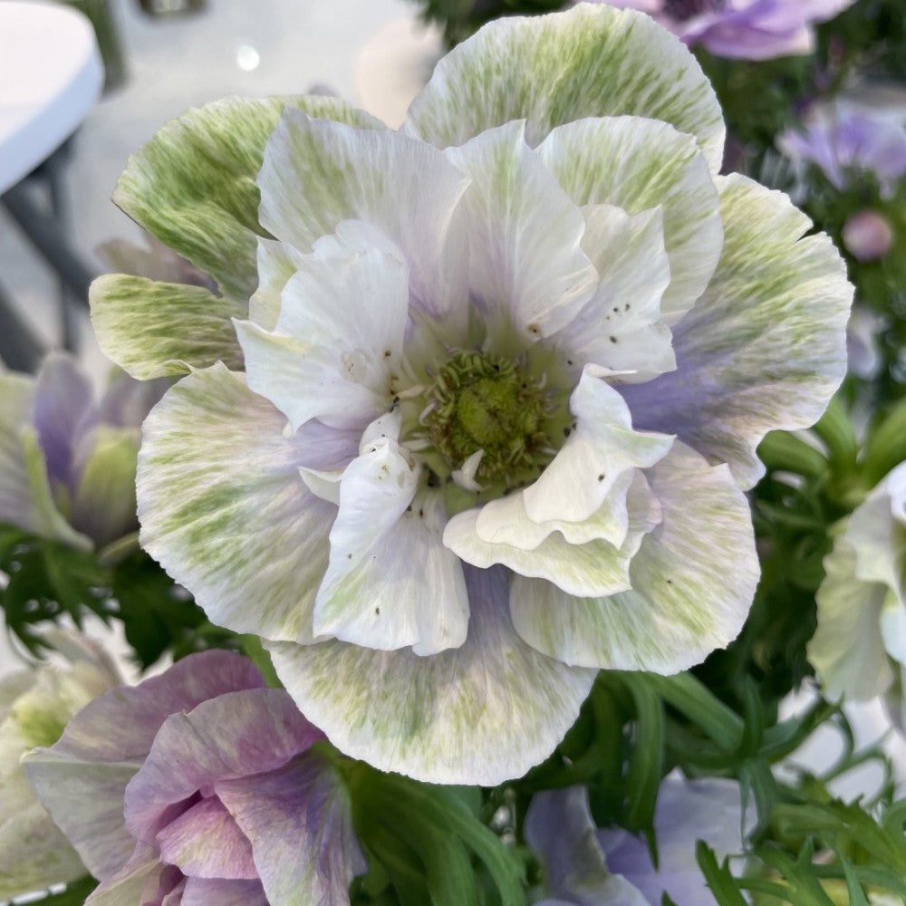 Anemone coronaria MISTRAL® 'Pale'