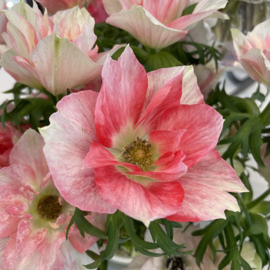 Anemone coronaria MISTRAL® 'Rosa Chiaro