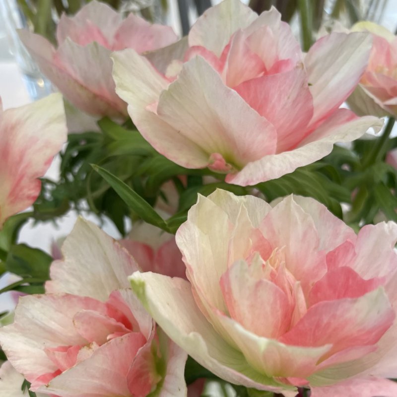 Anemone coronaria MISTRAL® 'Rosa Chiaro