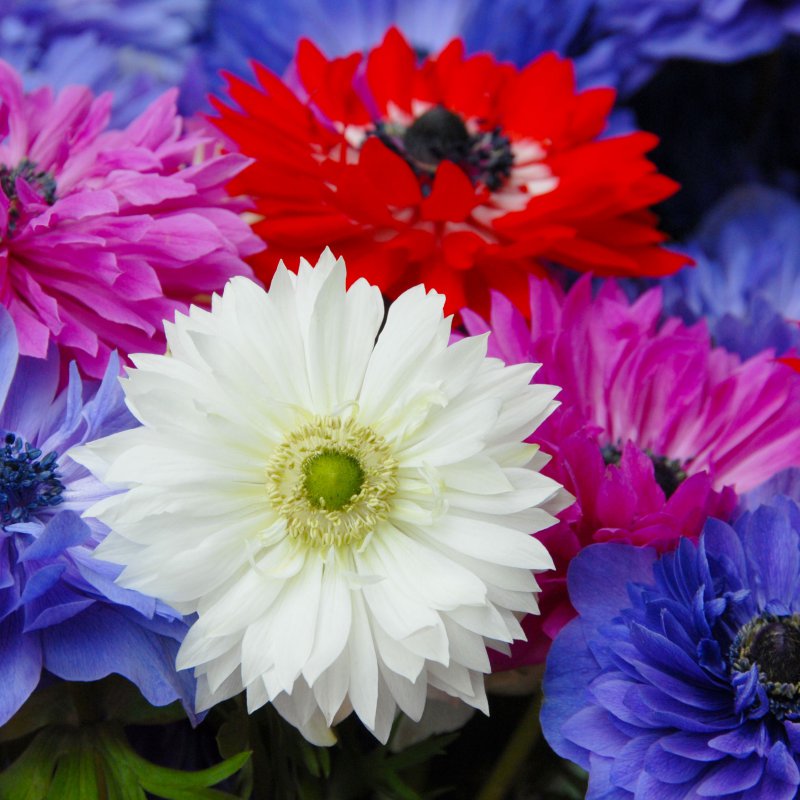 Anemone coronaria St. Brigit, mix