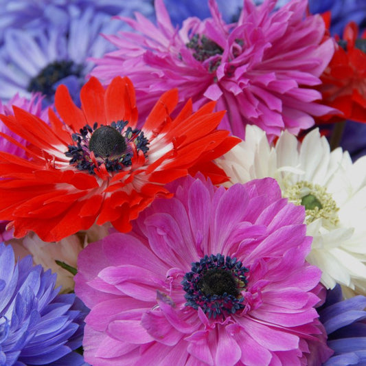 Anemone coronaria St. Brigit, mix