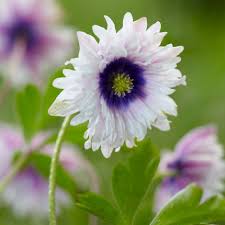 Meža anemone 'Blue Eyes'