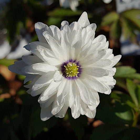 Meža anemone 'Blue Eyes'