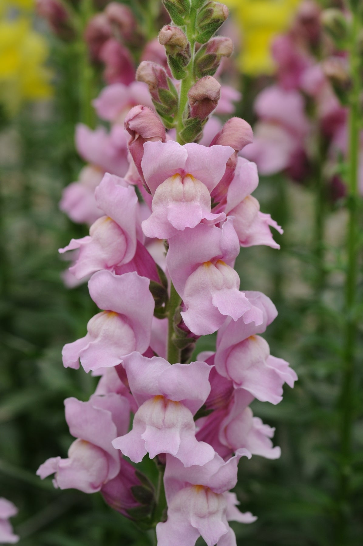 Lauvmutīte 'Potomac Lavender'