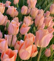 Tulpes 'Apricot Beauty', smaržīgas