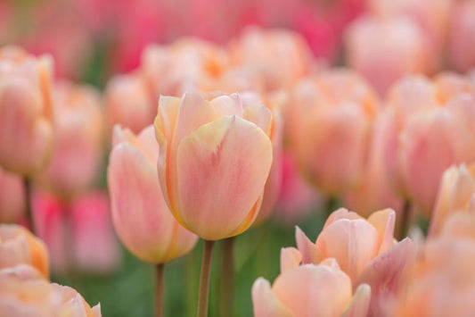 Tulpes 'Apricot Beauty', smaržīgas
