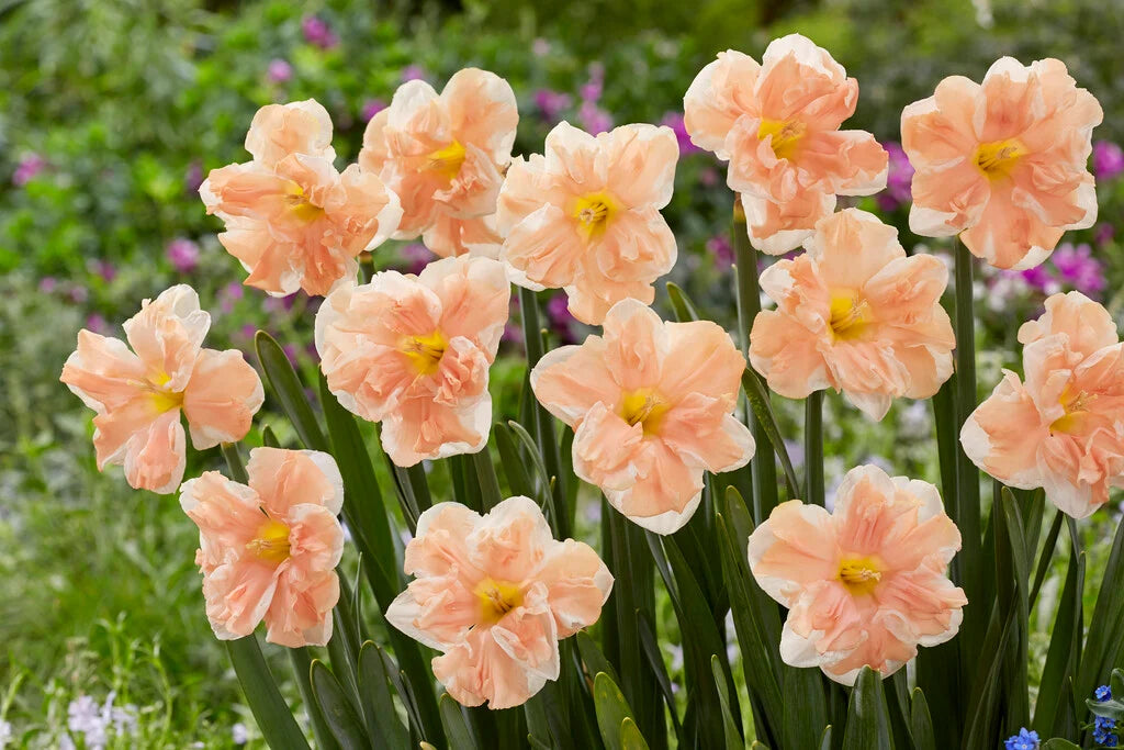 Narcises 'Apricot Whirl'
