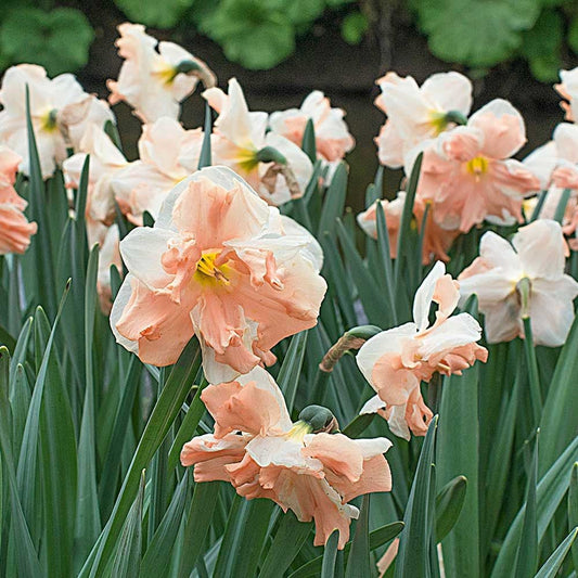 Narcises 'Apricot Whirl'