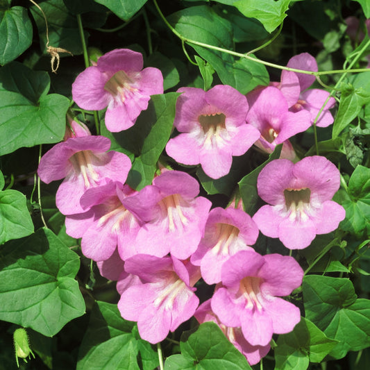 Asarīne Mystic Rose