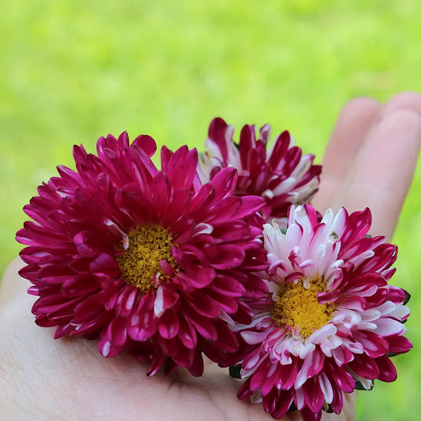 Asteres 'Matsumoto Red Striped'