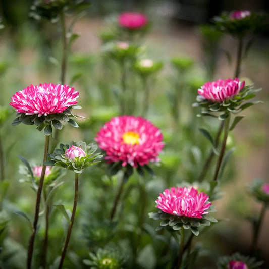 Asteres 'Matsumoto Red Striped'
