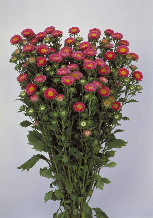 Asteres 'Matsumoto Salmon'
